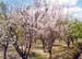 The apple blossoms near Dargai - FATA